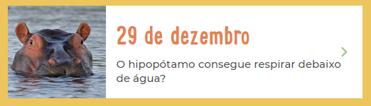 29 dezembro